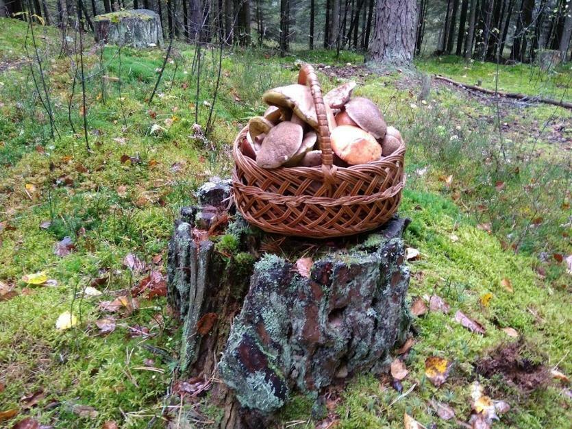 Agroturystyka Pod Swierkami Nadrybie Exterior photo